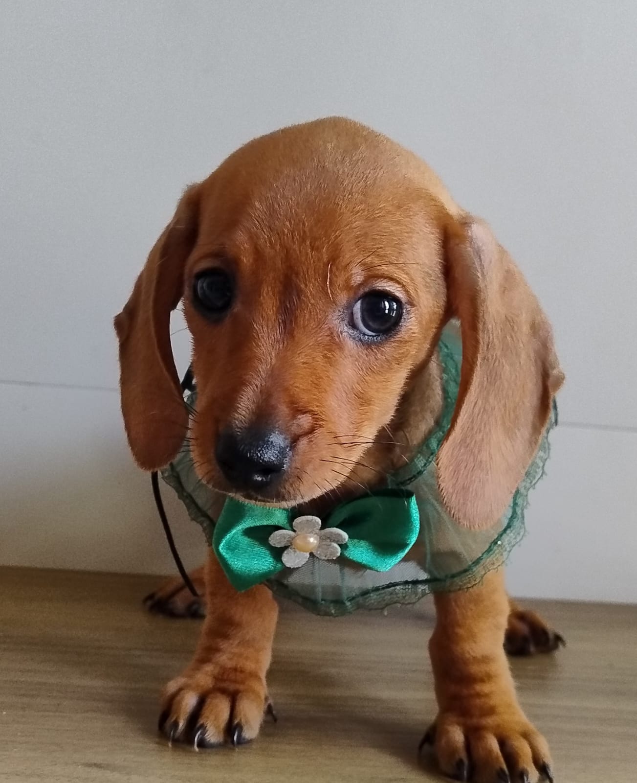 dachshund