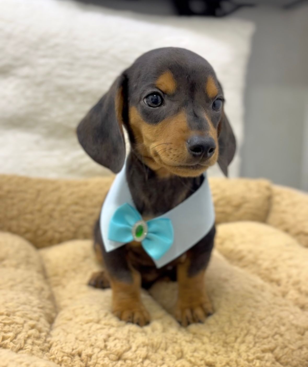 dachshund