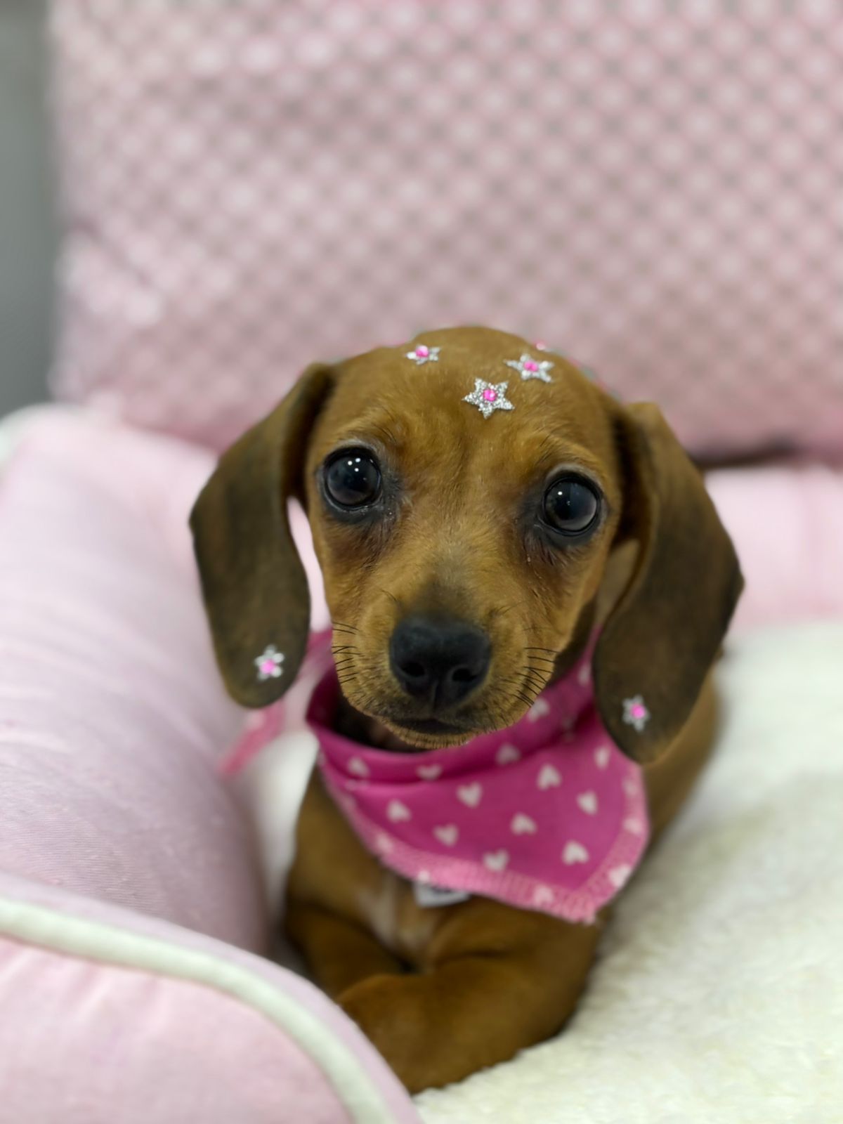 dachshund