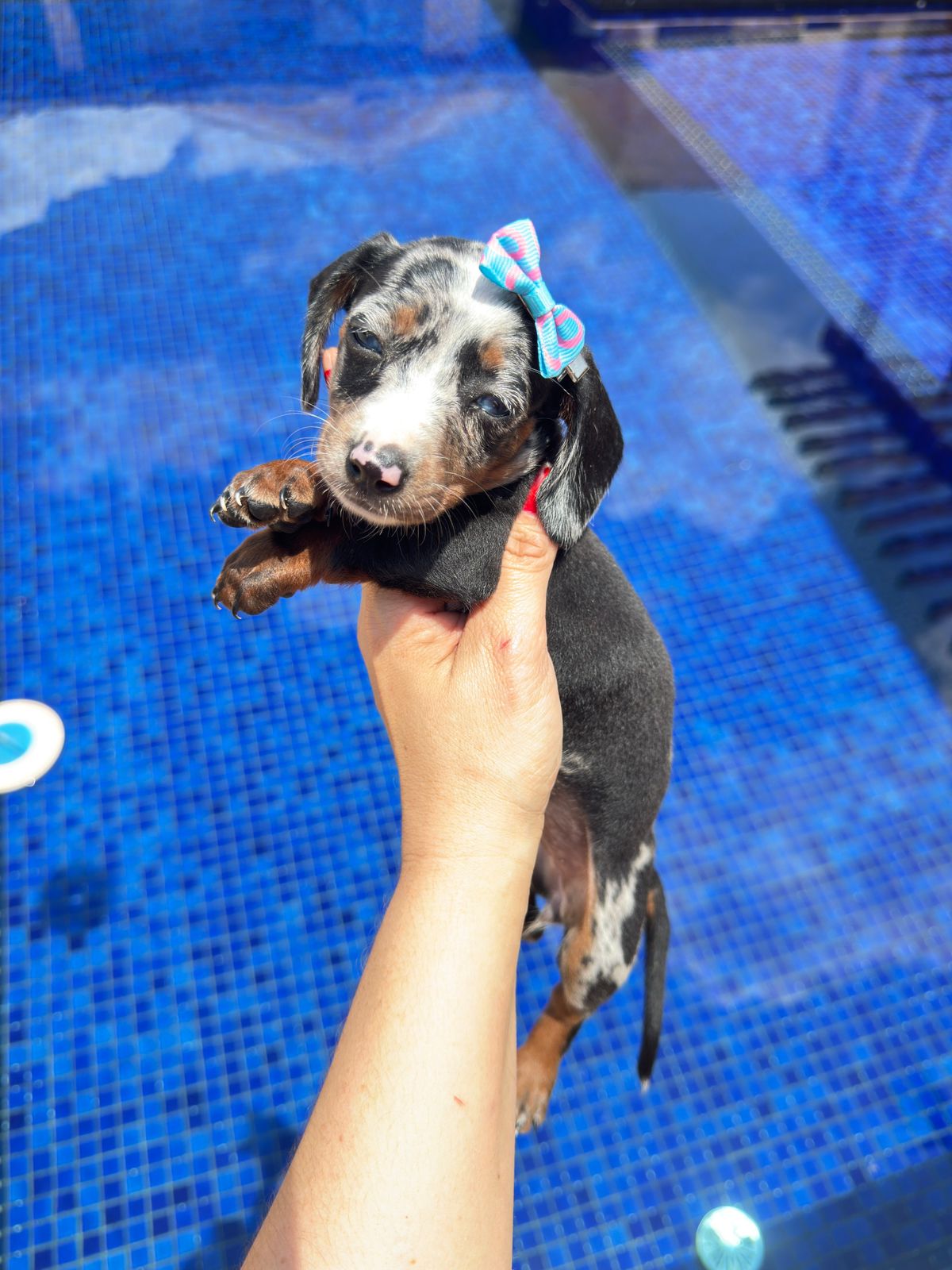 dachshund