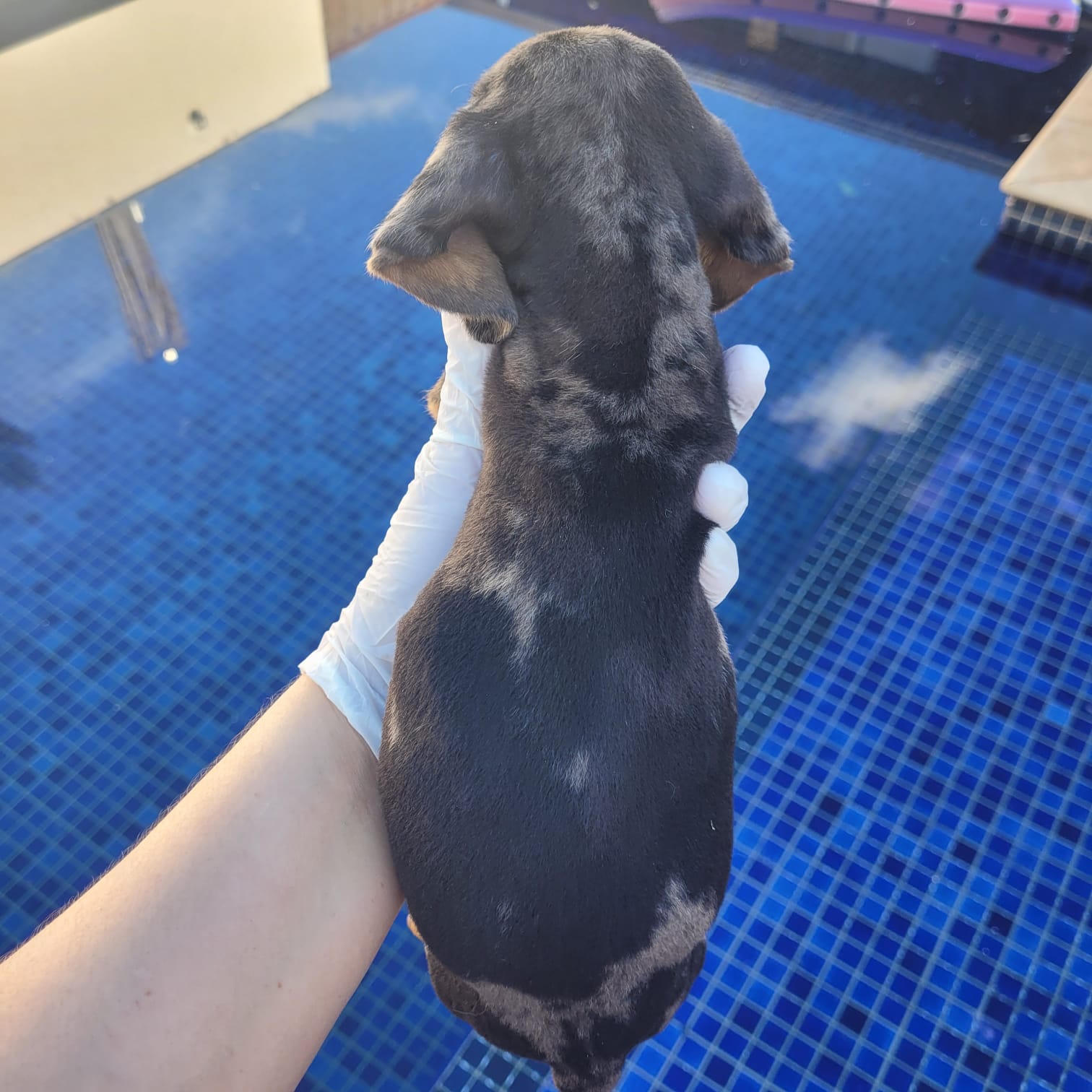 dachshund