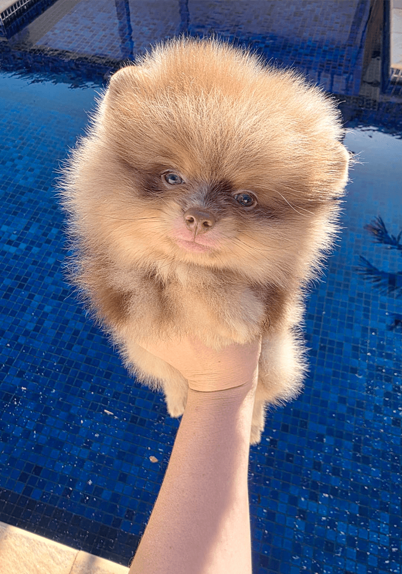 Lulu da Pomerânia 10