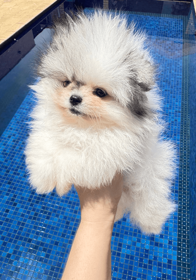 Lulu da Pomerânia 5