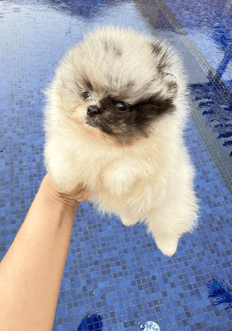 Lulu da Pomerânia 8